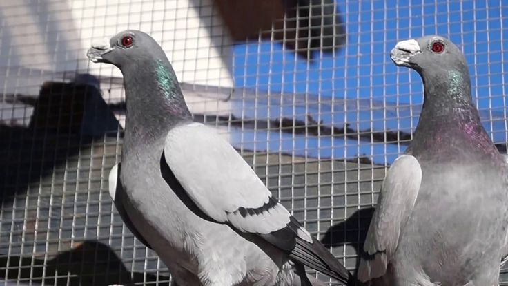 أضرار انتشار الحمام ولماذا يجب التعامل معها بسرعة؟