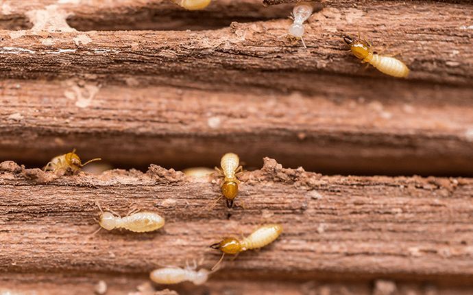 خطورة الرمة والنمل الأبيض على المنازل